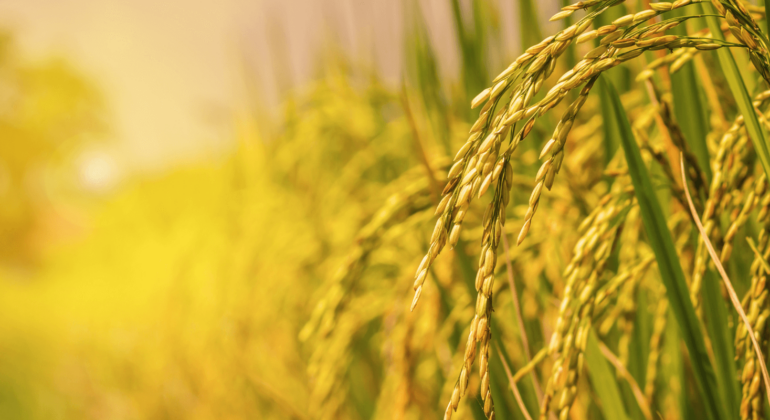 Rice Production and Sustainability